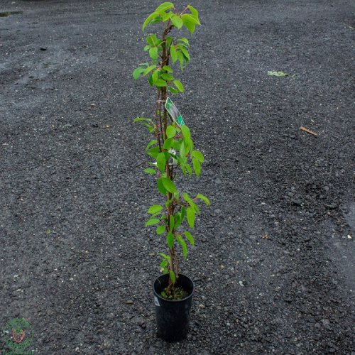 Aktinídia mini kiwi ´BAYERN´ (arguta) - výška 80-120cm, kont. C2L  (-26°C)
